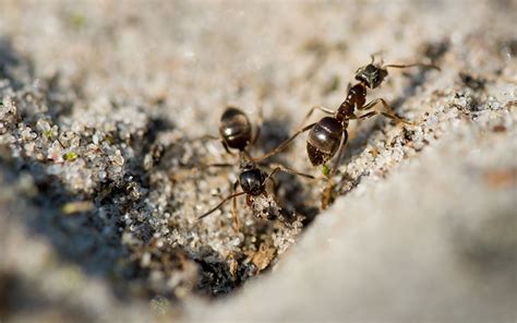 家中突然出現很多小螞蟻 玄空飛星風水